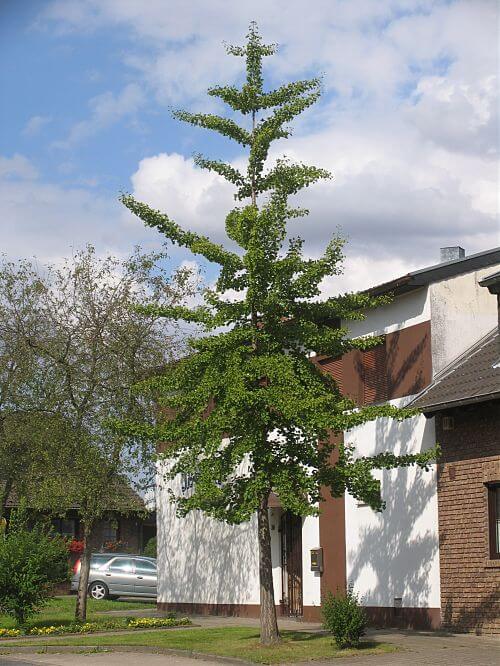 Ginkgo biloba Ginkgobaum